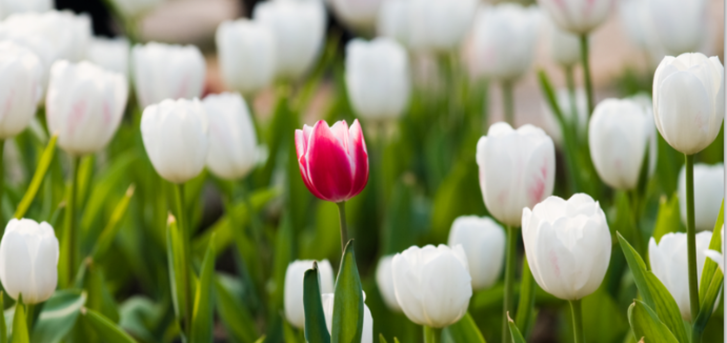 企业是否充分利用了多样性与包容性？