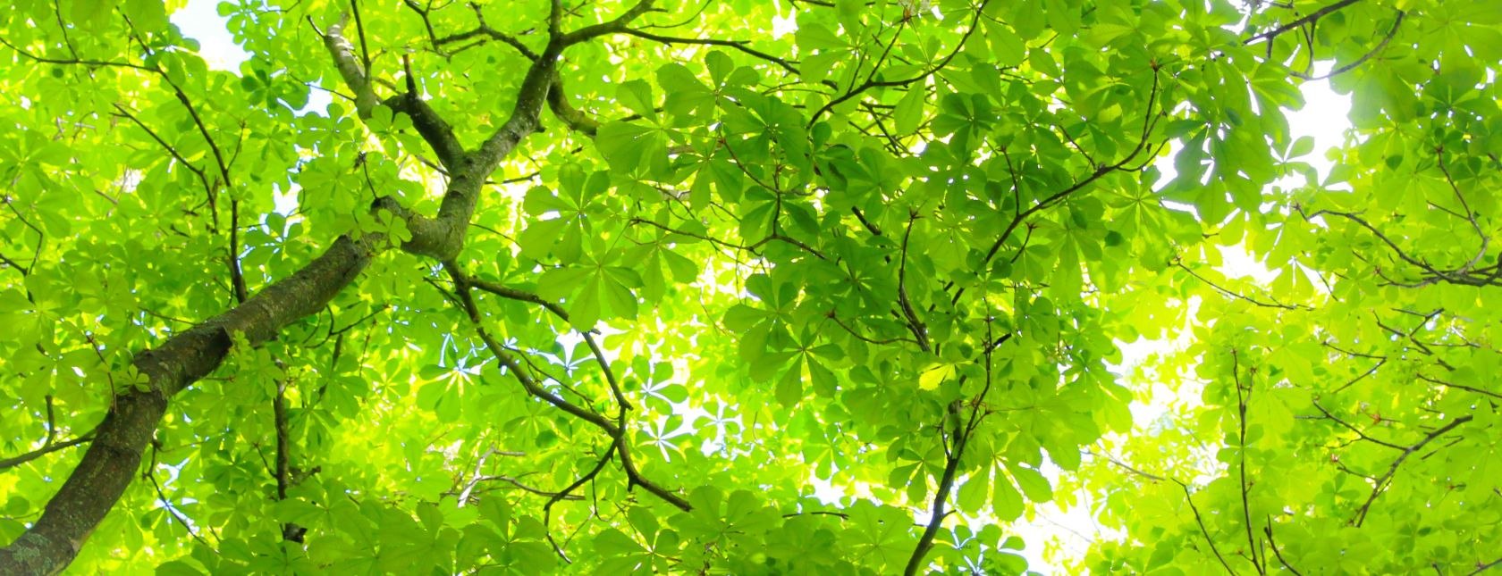 玻璃幕墙建筑映照成行的树木