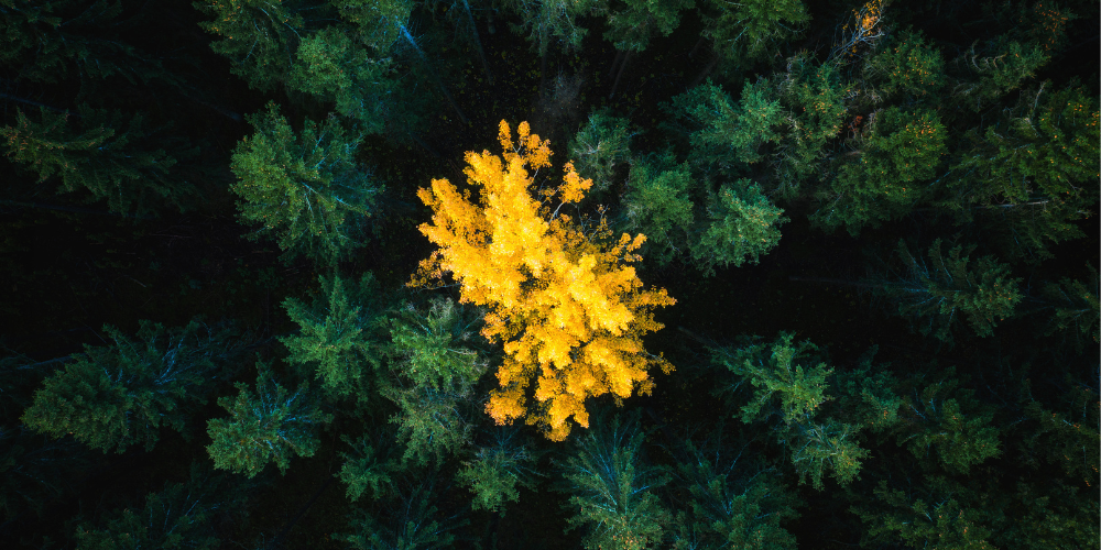 多元化、公平和包容性管理