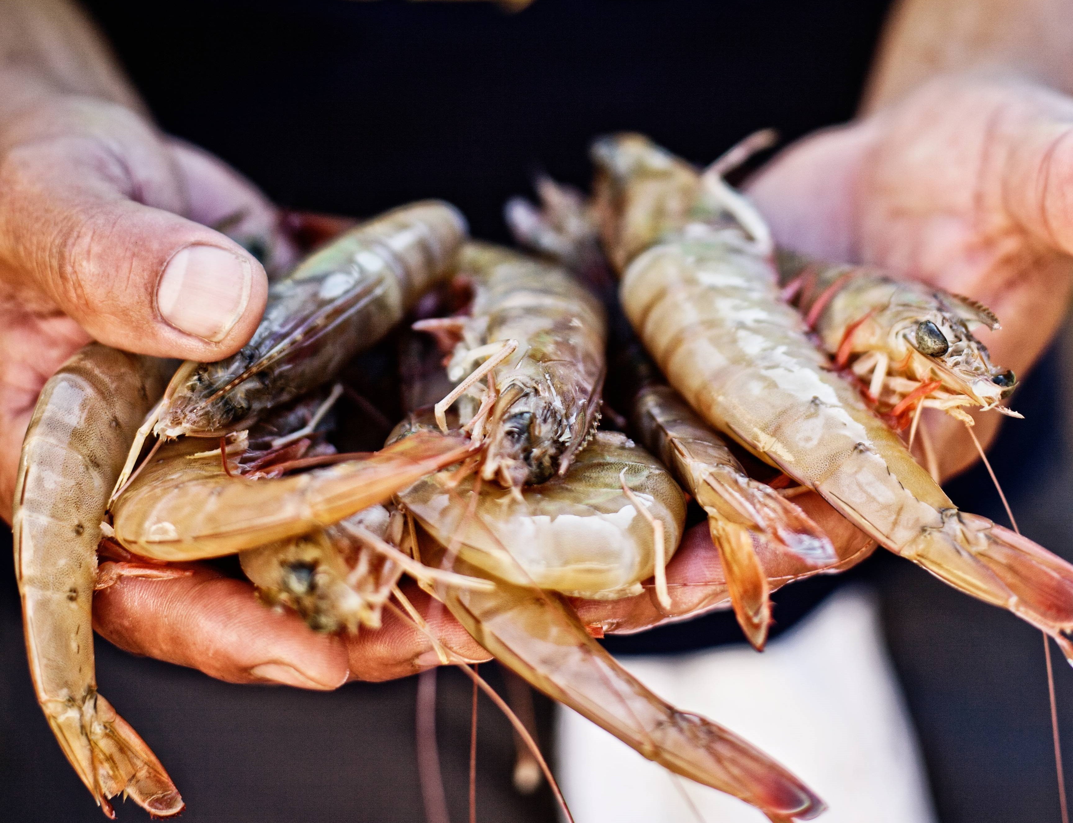 Online training Food Series - 5